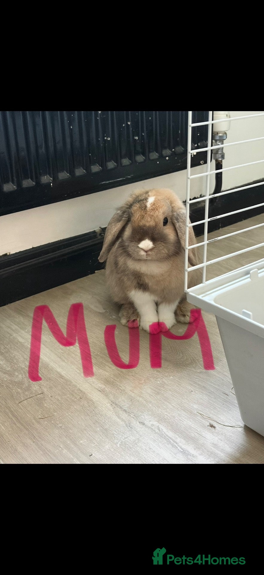 Mini Lop rabbits Baby rabbits  - Advert 3