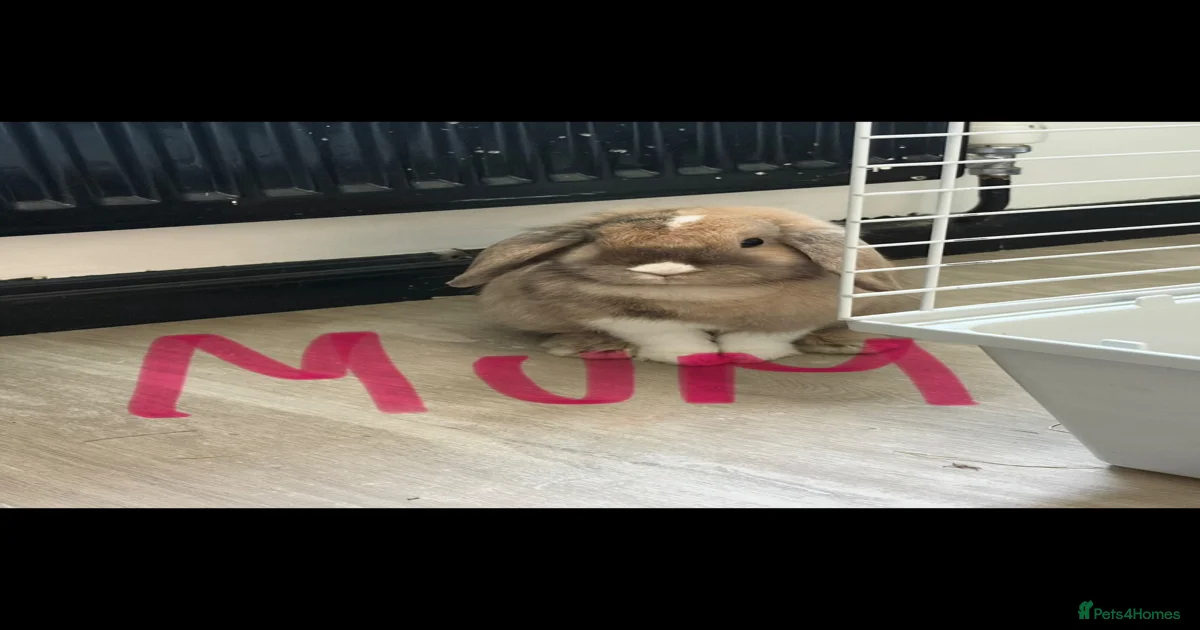 Baby rabbits for sale in Hemel Hempstead | Pets4Homes