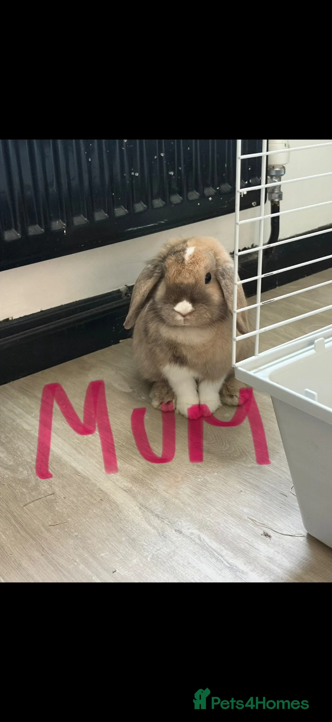 Mini Lop rabbits for sale: Baby rabbits  - Advert 1