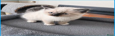 Ragdoll Kitten 4