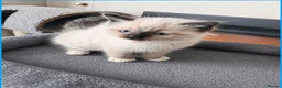 Ragdoll cats for sale: Boy Ragdoll kittens  - Advert 7
