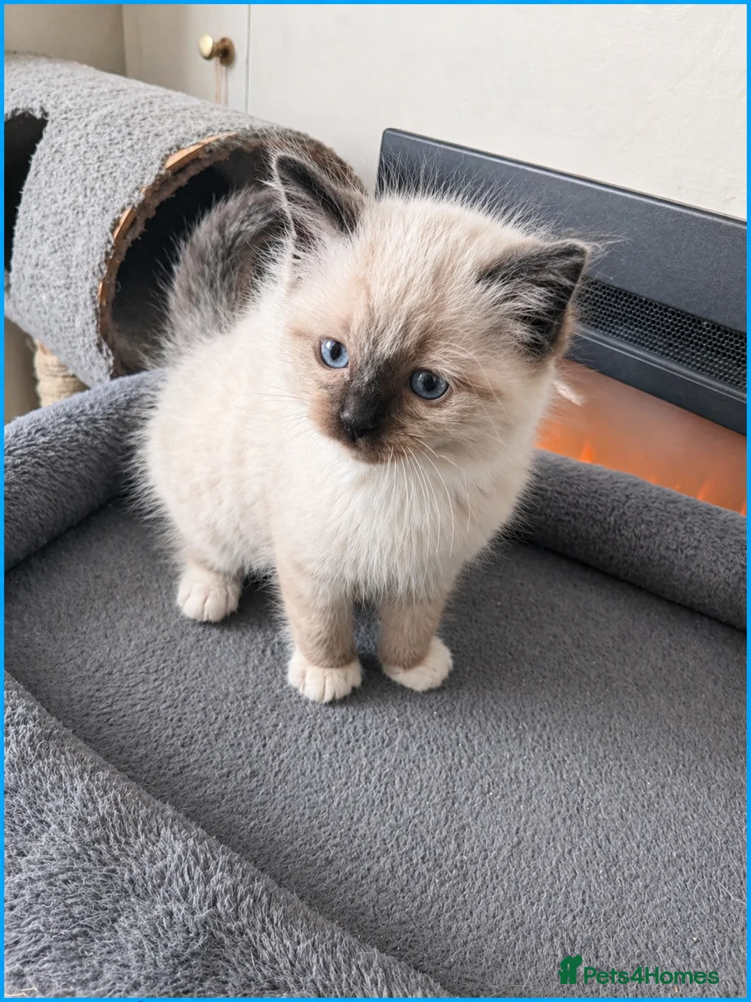 Ragdoll cats for sale: Boy Ragdoll kittens  - Advert 7