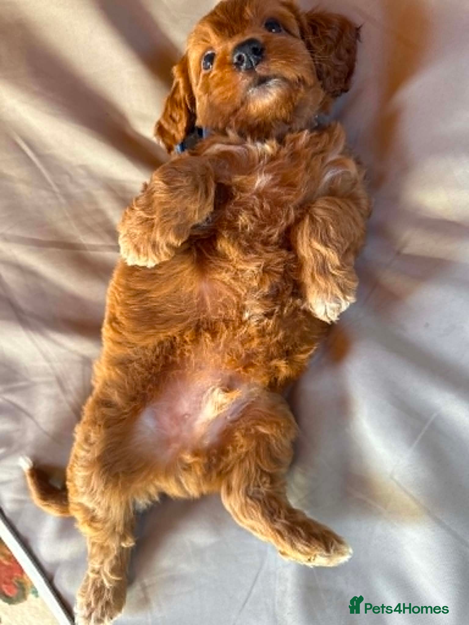 Cockapoo dogs WOW! stunning F1 litter, 3rd gen of my breeding.  - Advert 18