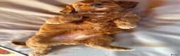 Cockapoo dogs for sale: READY NOW Last cheeky boy available - Advert 9