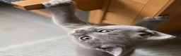 British Shorthair cats for sale: Pure british short hairs - Advert 5