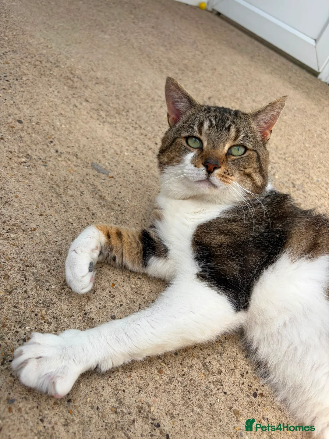 Domestic Shorthair cats for adoption: Harry - Advert 4