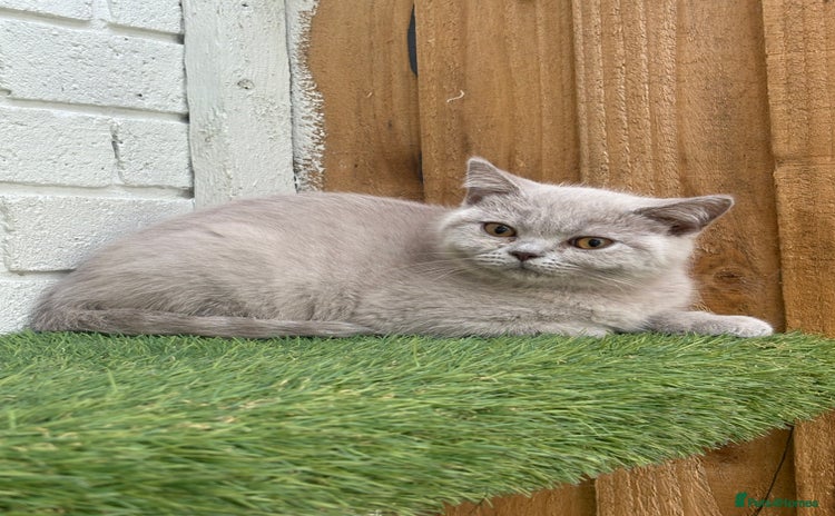 British Shorthair cats - Advert 8