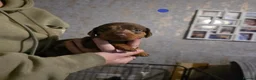 Dachshund dogs for sale: Sassgue dogs 2 of each sex available  - Advert 5