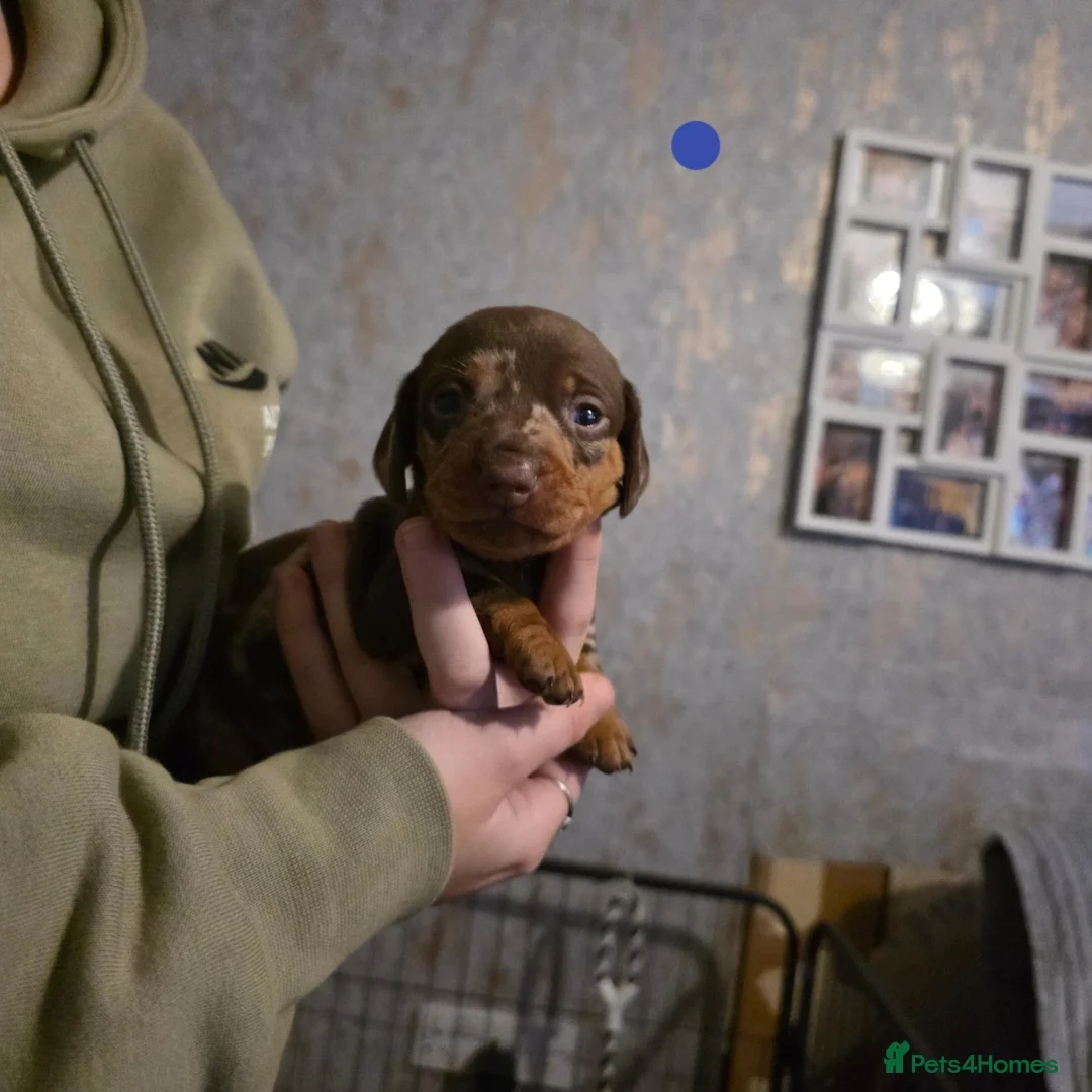 Dachshund dogs for sale: Sassgue dogs 2 of each sex available  - Advert 5