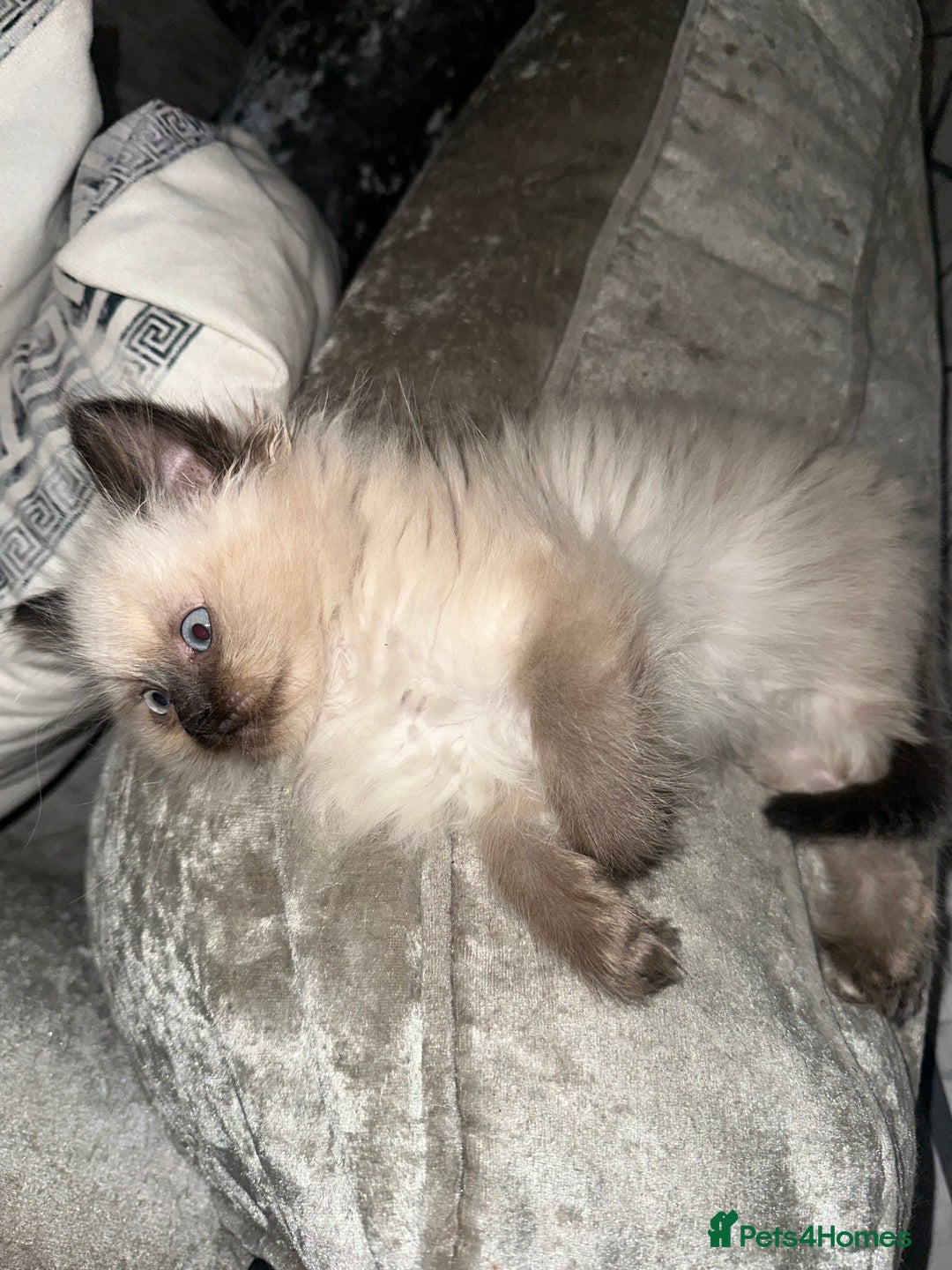 Ragdoll cats for sale: One blue eye female ragdoll kitten - Advert 1