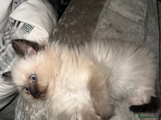 Ragdoll cats One blue eye female ragdoll kitten - Advert 2