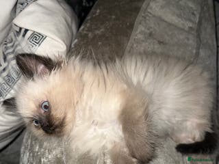 Ragdoll cats One blue eye female ragdoll kitten - Advert 18