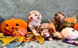 Miniature Poodle dogs for sale: Beautiful Miniature Poodle pups  - Image 1