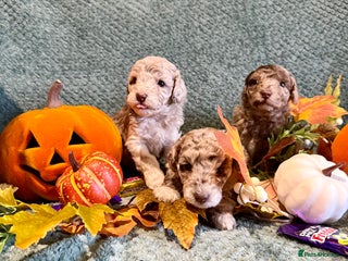 Miniature Poodle dogs - Advert 3