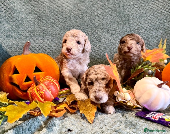 Miniature Poodle dogs - Advert 1