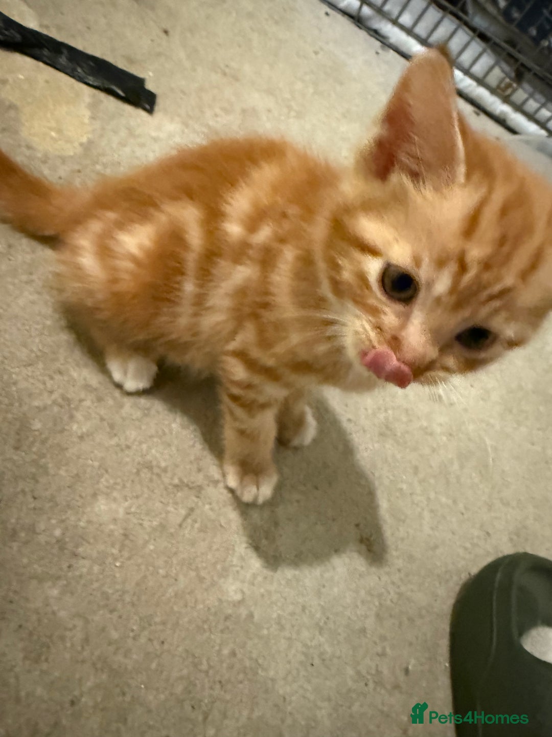 Mixed Breed cats for sale: Beautiful kittens for sale  - Image 8