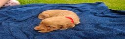 Cockapoo dogs for sale: First class cockerpoo puppies  - Advert 11