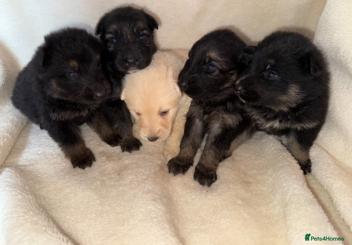 German Shepherd dogs German Shepard puppies  - Advert 23