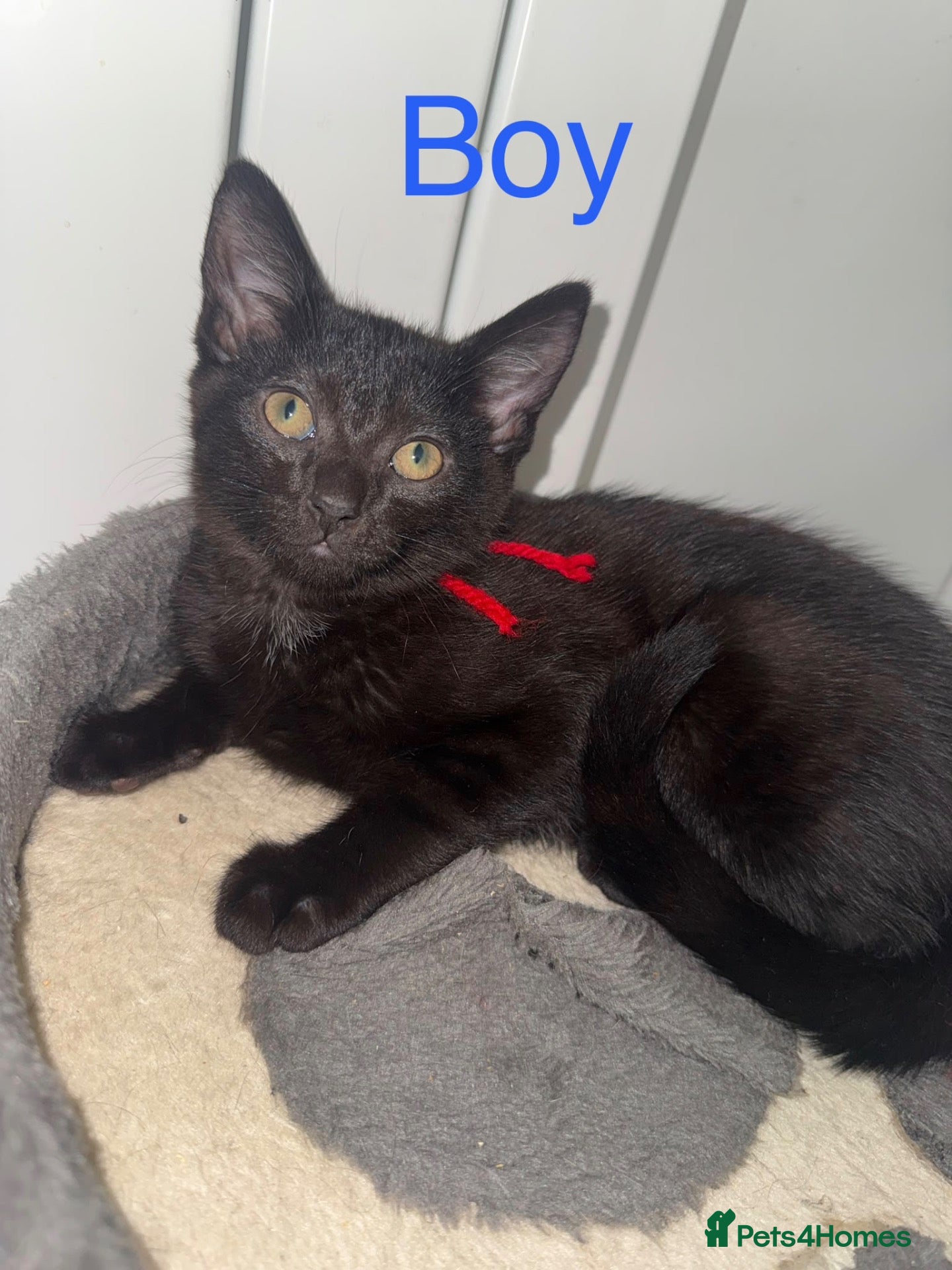 Mixed Breed cats (REDUCED) British Mix Kittens 1 Boy 1 Girl Left - Advert 4