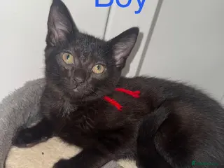 Mixed Breed cats (REDUCED) British Mix Kittens 1 Boy 1 Girl Left - Advert 4