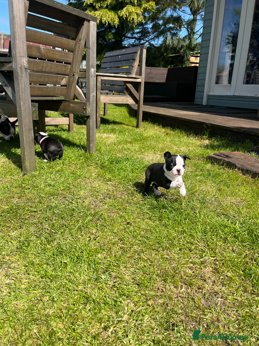 Boston Terrier dogs for sale: 🌟 KC Registered Boston Terrier Puppies 🌟 in Withernsea - Advert 31