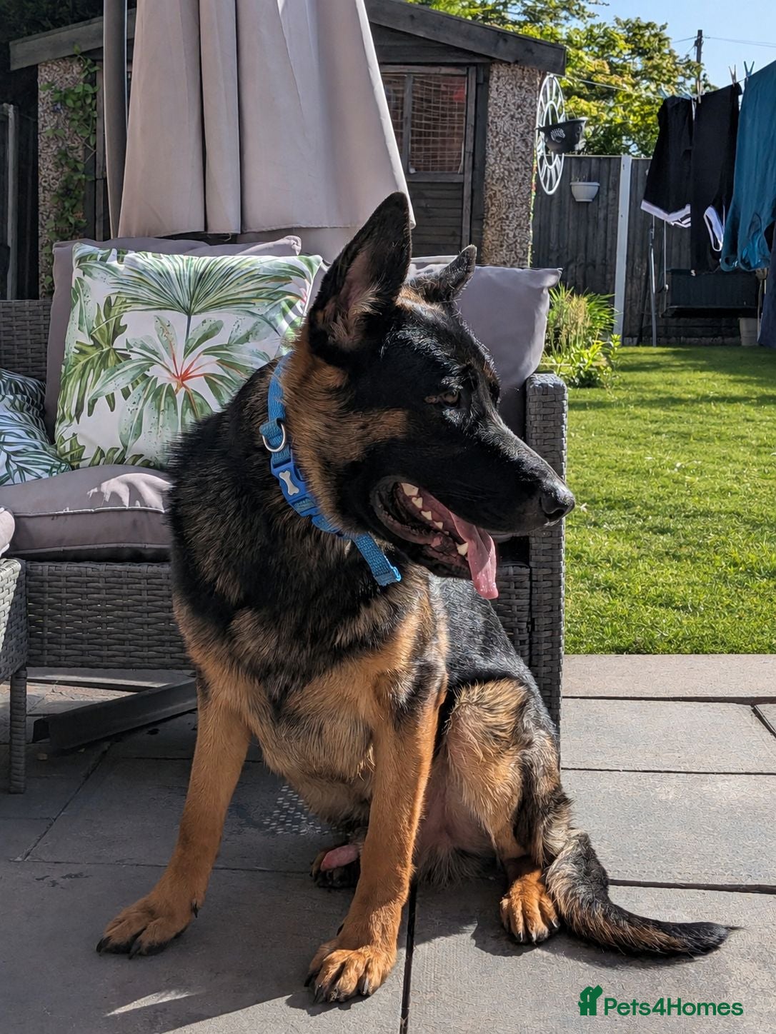 German Shepherd dogs German Shepherd 1 Year Old - Advert 1