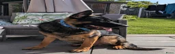 German Shepherd dogs for sale: German Shepherd 1 Year Old - Advert 1