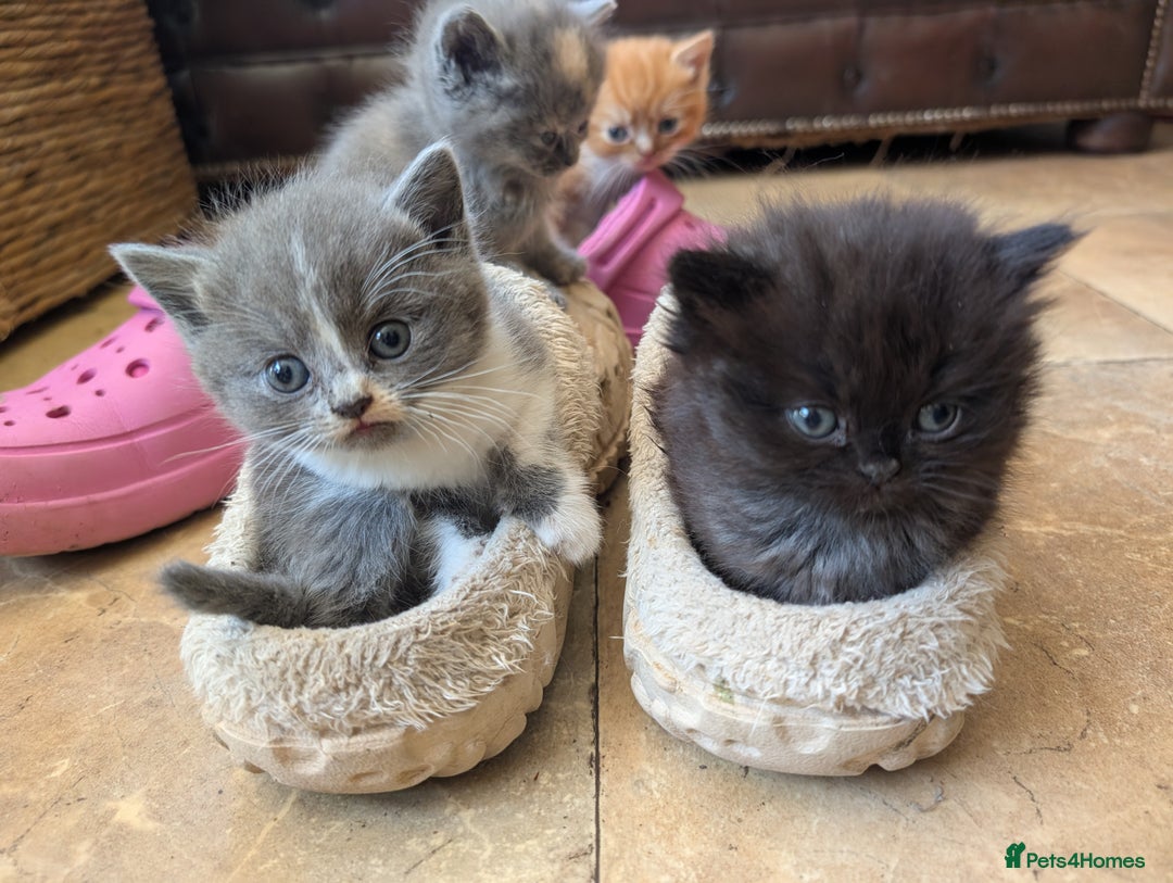 Persian cats for sale: Divine Persian X Russian Blue kittens - Image 5