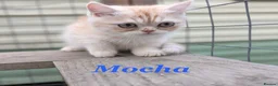 Persian cats for sale: *Last 2* Reduced Beautiful Persian Exotic Kitten - Advert 8