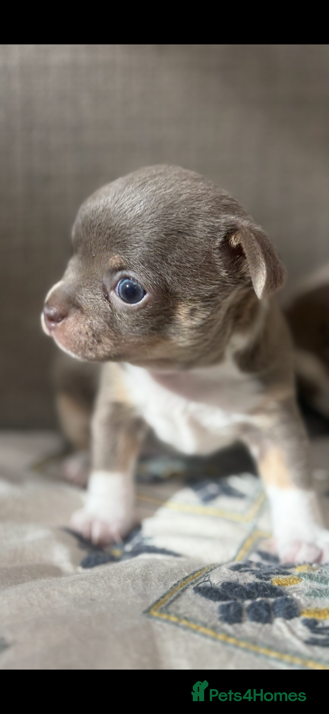 Chihuahua dogs for sale: Ready now ***Lilac girls - Image 16
