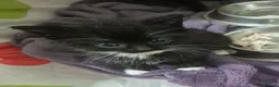 Mixed Breed cats for sale: Beautiful tabby kittens - Advert 4