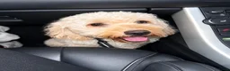 Cockapoo dogs for sale: Cockapoo - Advert 4