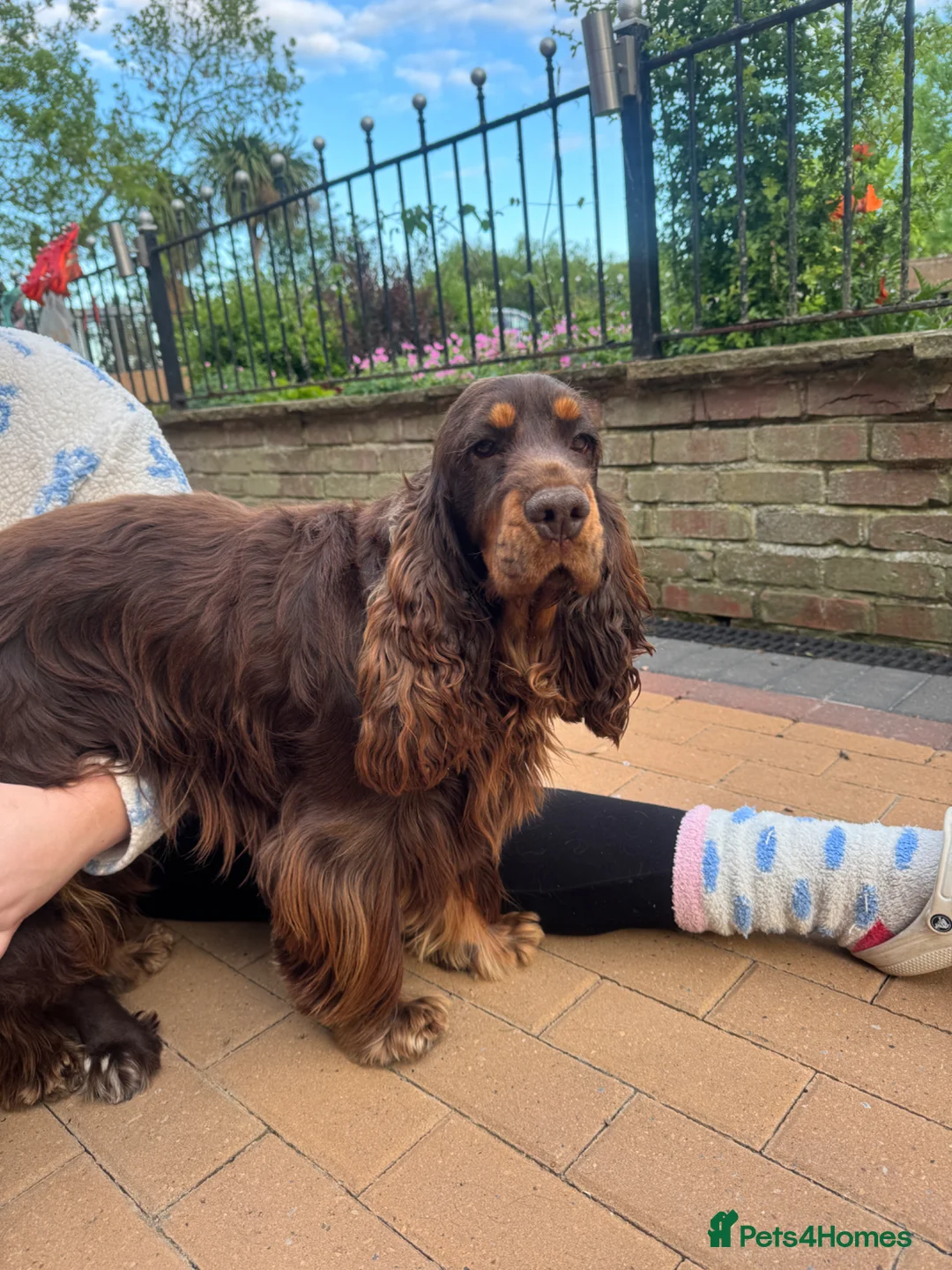 Cocker Spaniel dogs for sale: Chocolate and tan kc registered show spaniel - Advert 2