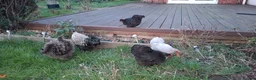 Chickens poultry for sale: Pekin bantam in Bedford - Advert 3