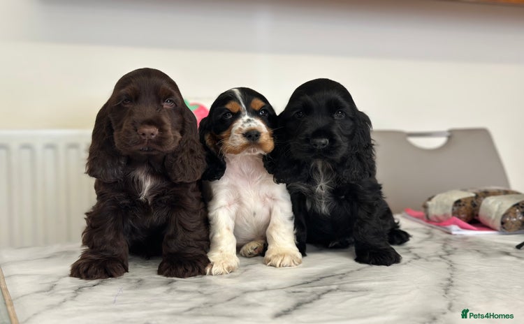 Cocker Spaniel dogs - Advert 3