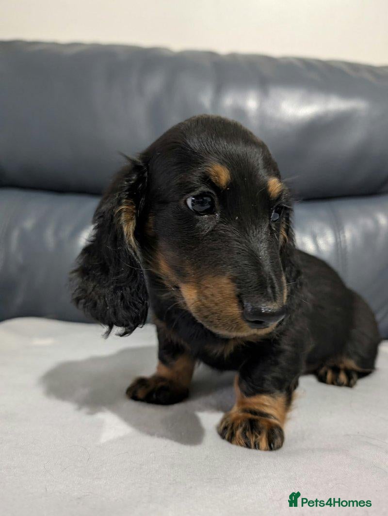 Miniature Dachshund dogs Miniature Longhaired Dachshund Puppies - Advert 5