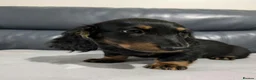 Miniature Dachshund dogs for sale: Miniature Longhaired Dachshund Puppies - Advert 1