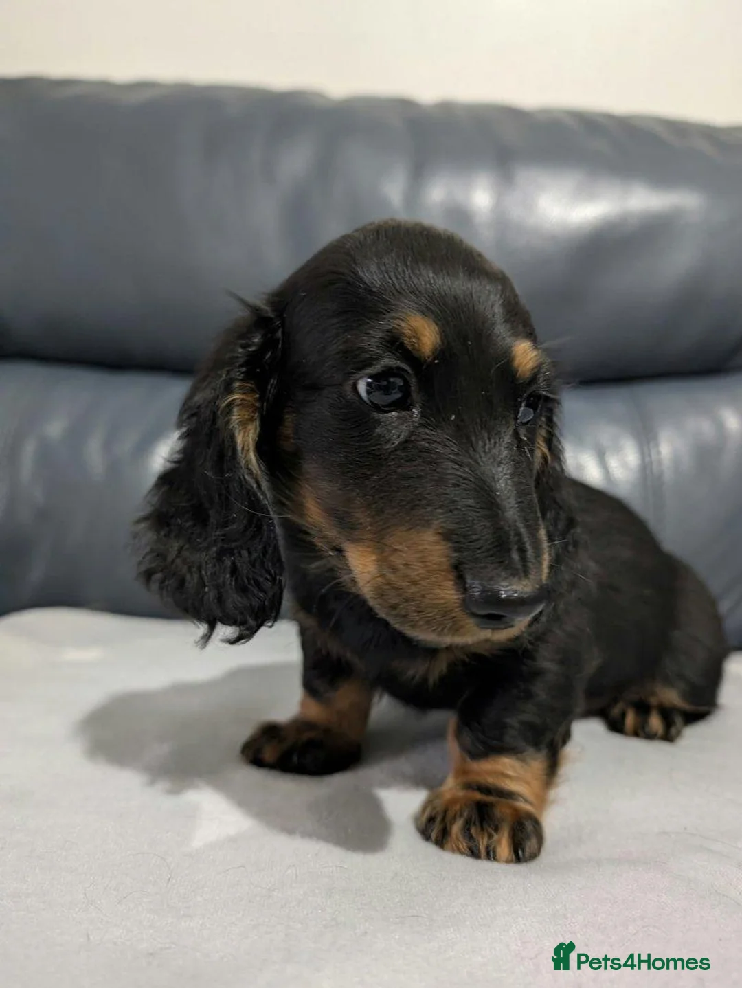 Miniature Dachshund dogs for sale: Miniature Longhaired Dachshund Puppies - Advert 1