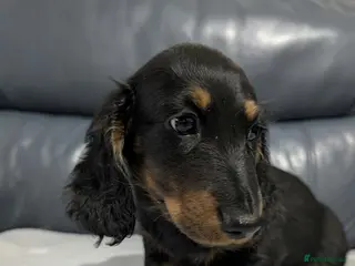 Miniature Dachshund dogs Miniature Longhaired Dachshund Puppies - Advert 5