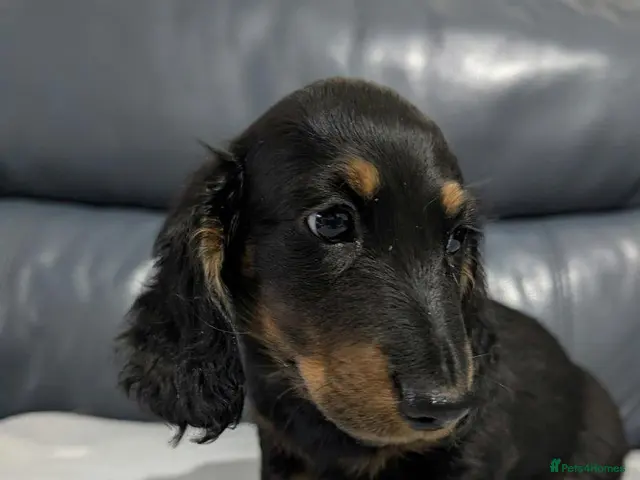Miniature Dachshund dogs Miniature Longhaired Dachshund Puppies - Advert 21