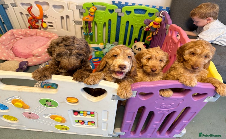 Cockapoo dogs - Advert 15