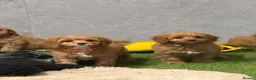 Cavapoo dogs for sale: Fox red Happy , healthy , playful puppies.  - Advert 4