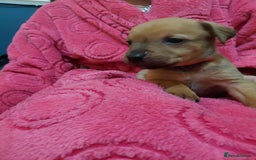 Mixed Breed dogs for sale: Cane corso cross rottweiler pups - Image 9