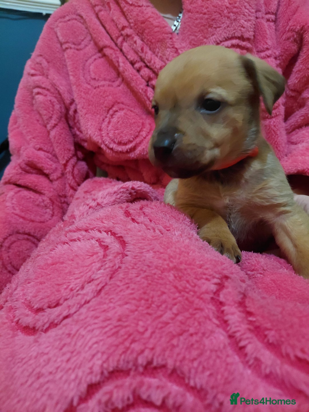 Mixed Breed dogs for sale: Cane corso cross rottweiler pups - Image 9