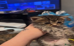 Mixed Breed cats for sale: 9 Mixed Bengal Kittens For Sale - Image 4