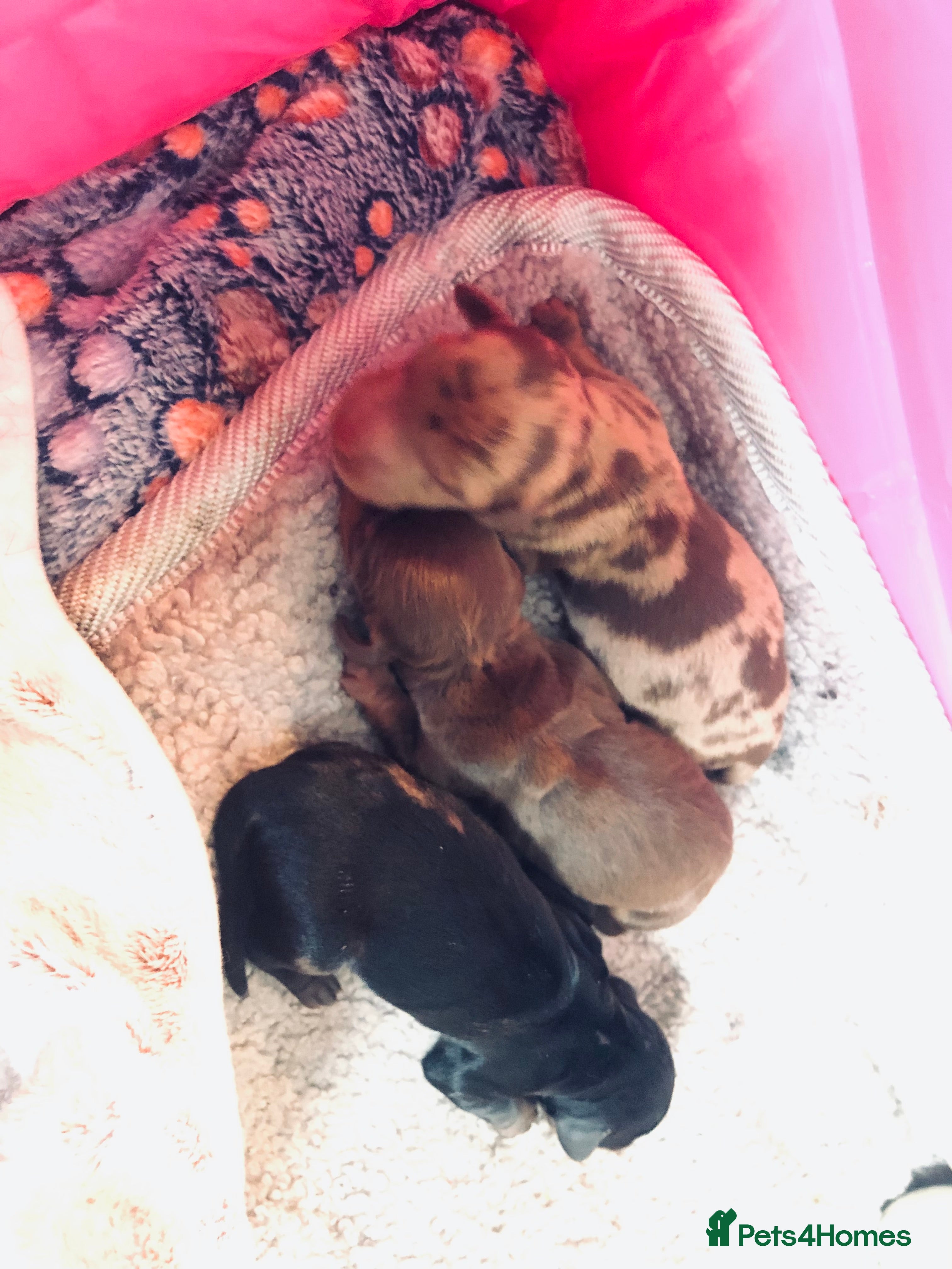 Miniature Dachshund dogs Miniature Dachshund Puppies - Advert 1