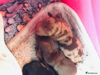 Miniature Dachshund dogs Miniature Dachshund Puppies - Advert 3