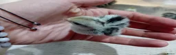 Quail poultry for sale: Snowflake Bobwhite Quail Chicks - Advert 4
