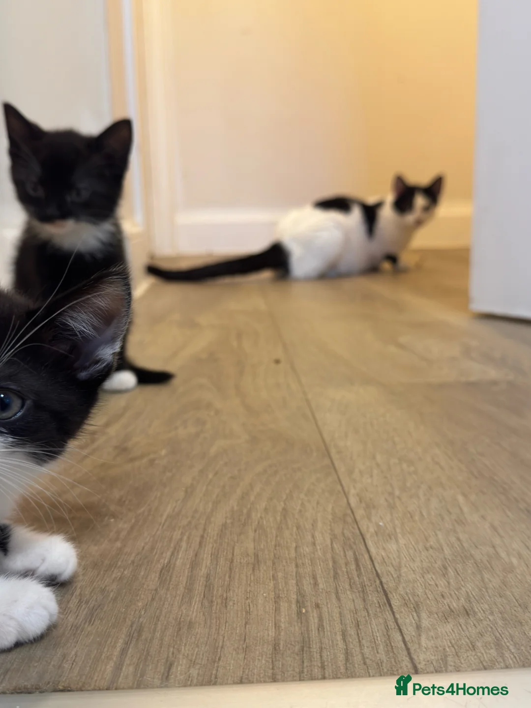 Mixed Breed cats for sale: Kittens - Advert 1
