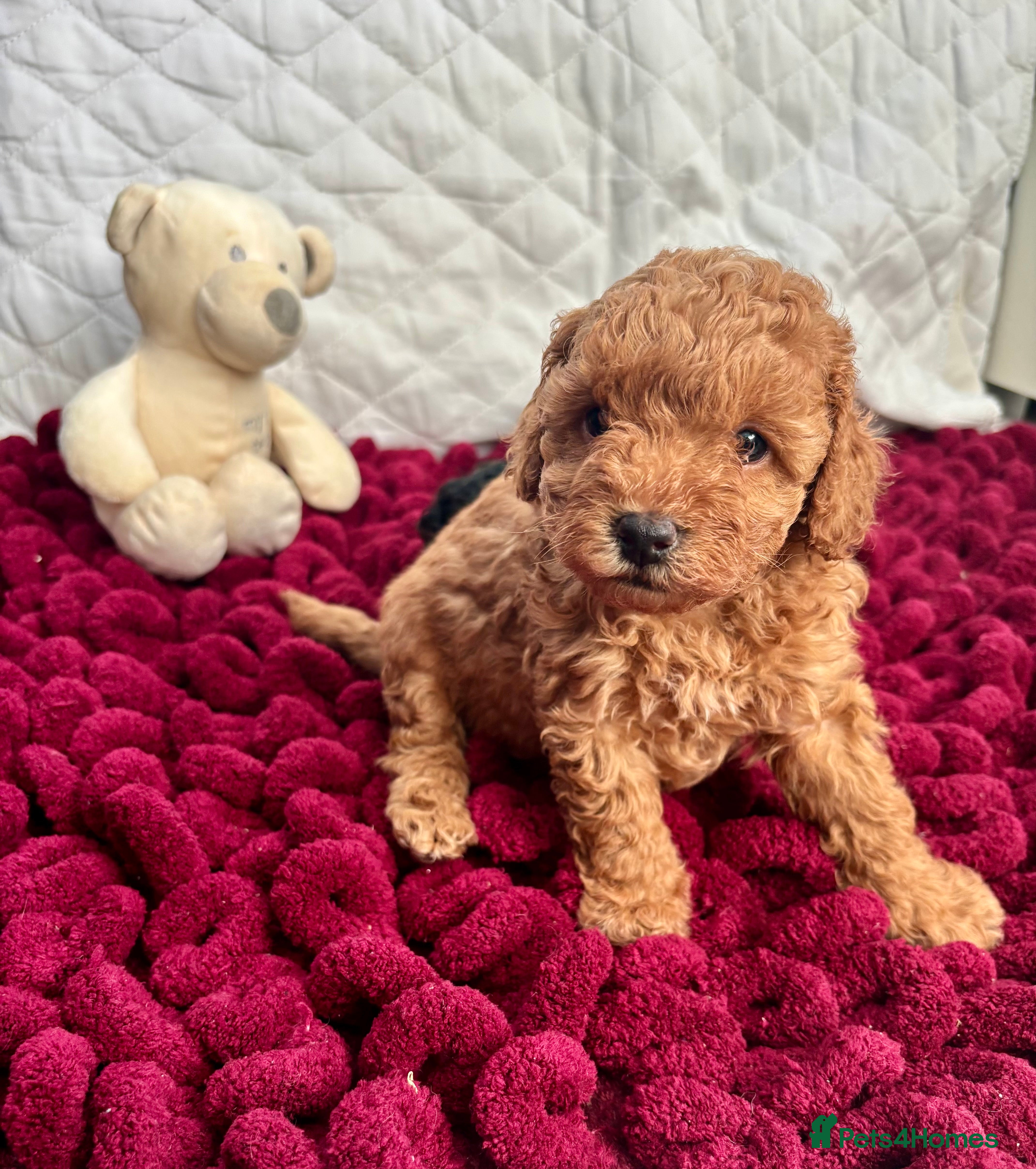 Toy Poodle dogs KC registered toy poodles - Advert 12